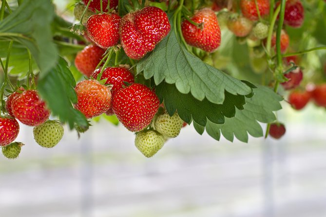 Eobi Valley(Winter), Strawberry, Nami Island & Railbike fr Seoul - What the $82.86 price really covers