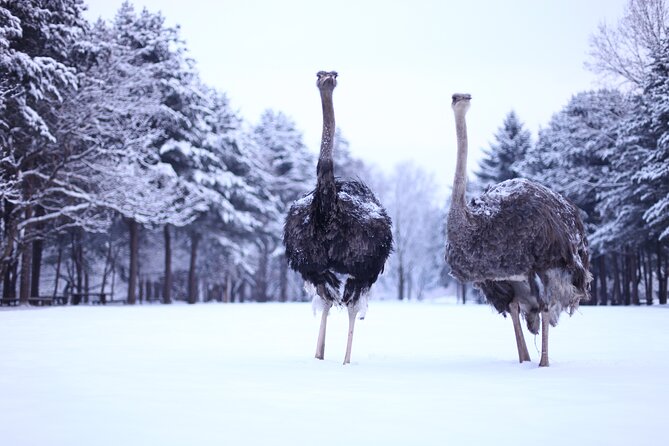 Eobi Valley(Winter), Strawberry, Nami Island & Railbike fr Seoul - Who should book this tour