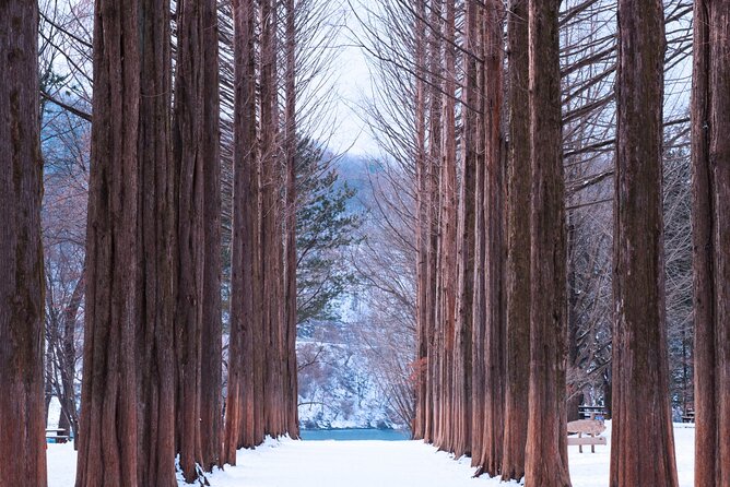 Eobi Valley(Winter), Strawberry, Nami Island & Railbike fr Seoul - Three and a half hours on Nami Island
