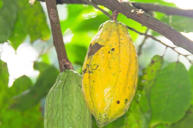 Escape Accra City to Aburi Gardens and Tetteh Quarshie Cocoa Farms - Two hours among rare plants at Aburi Botanical Gardens