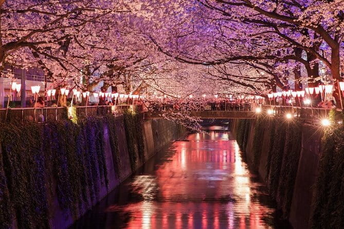 Evening Hanami (Cherry Blossom) Experience with a Local - Key points about this Nakameguro evening walk