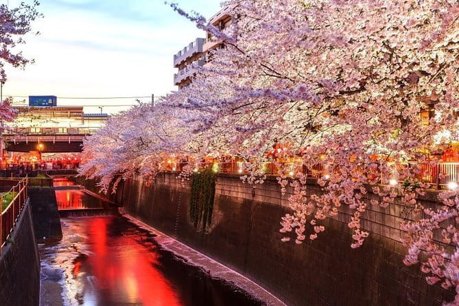 Evening Hanami (Cherry Blossom) Experience with a Local - Why an evening in Nakameguro works so well