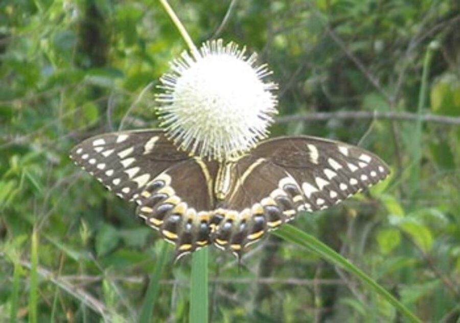 Everglades: Everglades Alligators and Orchids Kayak Eco Tour - Key points at a glance