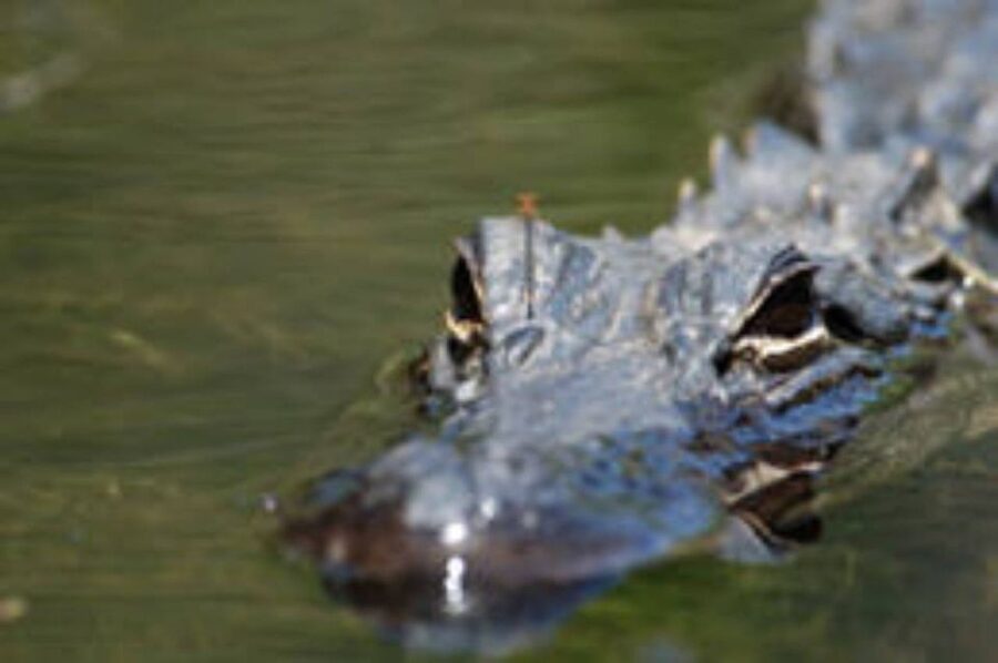 Everglades: Everglades Alligators and Orchids Kayak Eco Tour - The first paddle through the mangrove forest