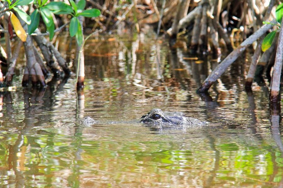 Everglades: Mangrove Maze Airboat Tour and Boardwalk - The Everglades City Boardwalk at your own pace