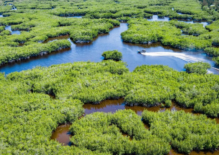 Everglades: Mangrove Maze Airboat Tour and Boardwalk - Meeting Jungle Erv’s and getting organized