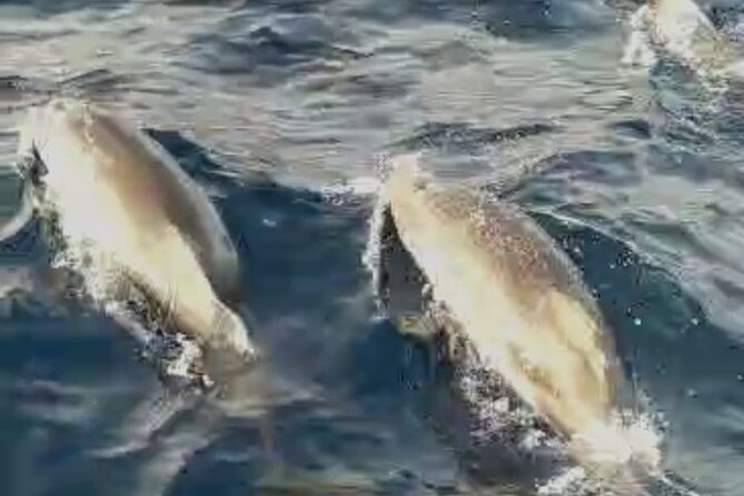 Excursions by boat: Gardens Naxos-Taormina-Isola Bella-DELFINI - Price and what you receive for $42.05