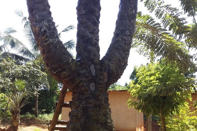 Experience Aburi Botanical Gardens And Boti Water Falls In A Day. - Should you book Aburi and Boti Falls?
