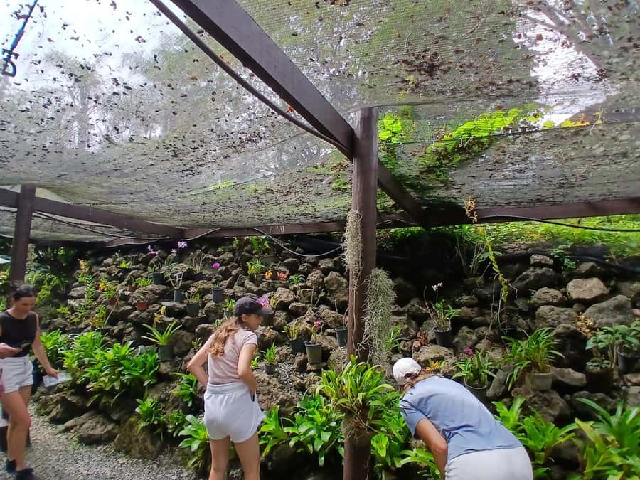 FIJI: Garden of the Sleeping Giant Tour - A Former Movie Star’s Orchid Garden Near Nadi