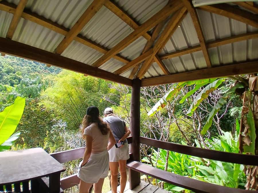 FIJI: Garden of the Sleeping Giant Tour - Orchids, Native Forest, and the Lookout