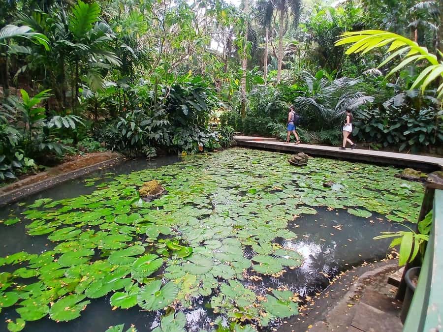 FIJI: Garden of the Sleeping Giant Tour - Why Early Morning Makes Sense