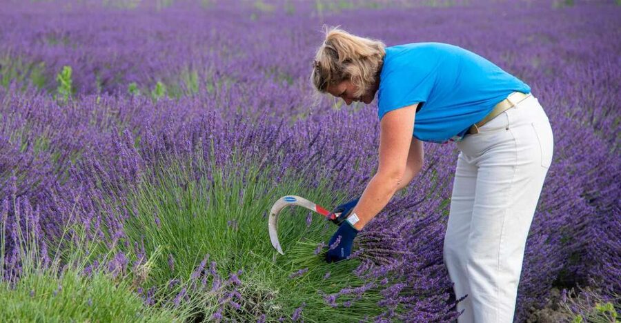 Flowers picking and essential oil distillation workshop - Packing the flowers into the steam still