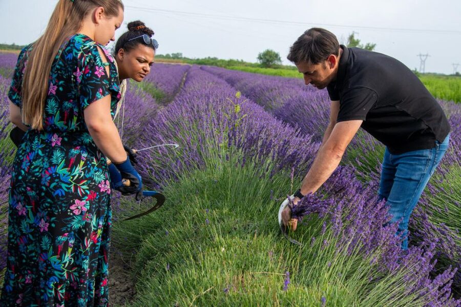Flowers picking and essential oil distillation workshop - Timing, comfort, and practical planning