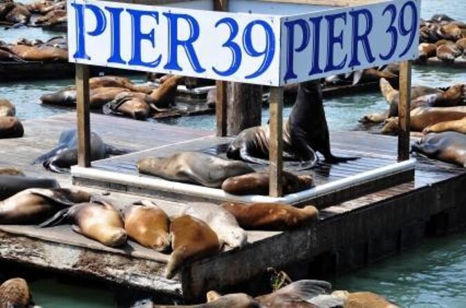 Flyer, 7D Ride & Laser Maze Combo at PIER 39 San Francisco - Three PIER 39 attractions in one short visit