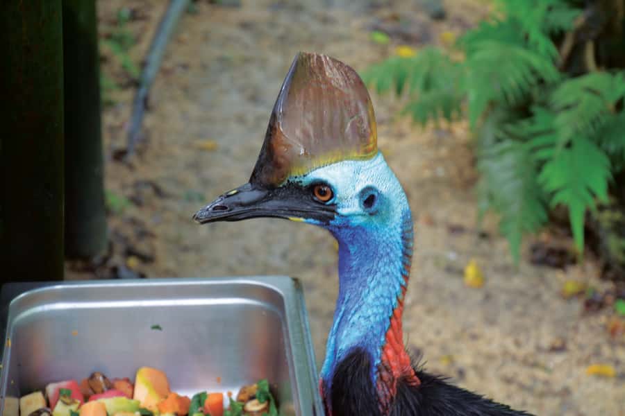 Friends in the Rainforest Package: Koala Gardens & Birdworld - Key points at a glance