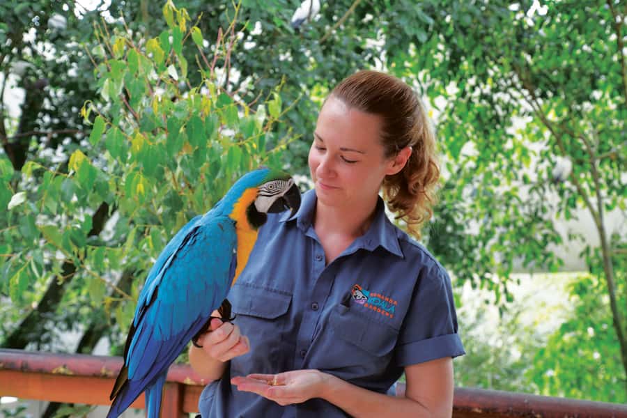 Friends in the Rainforest Package: Koala Gardens & Birdworld - Two Kuranda attractions in one day