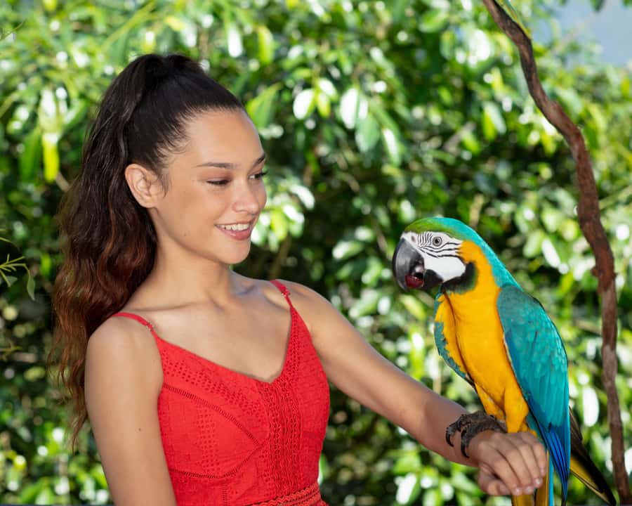 Friends in the Rainforest Package: Koala Gardens & Birdworld - Who will enjoy this most