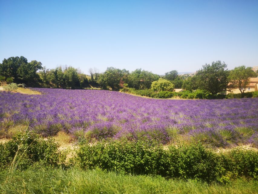 From Aix: Day Trip to Valensole Lavender Fields in Provence - Key points to know before booking