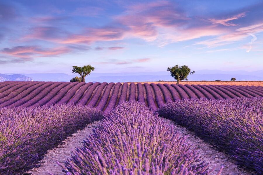 From Aix: Day Trip to Valensole Lavender Fields in Provence - Why Valensole makes a strong half-day from Aix
