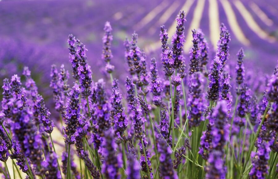 From Aix: Day Trip to Valensole Lavender Fields in Provence - The lavender road and first photo stops