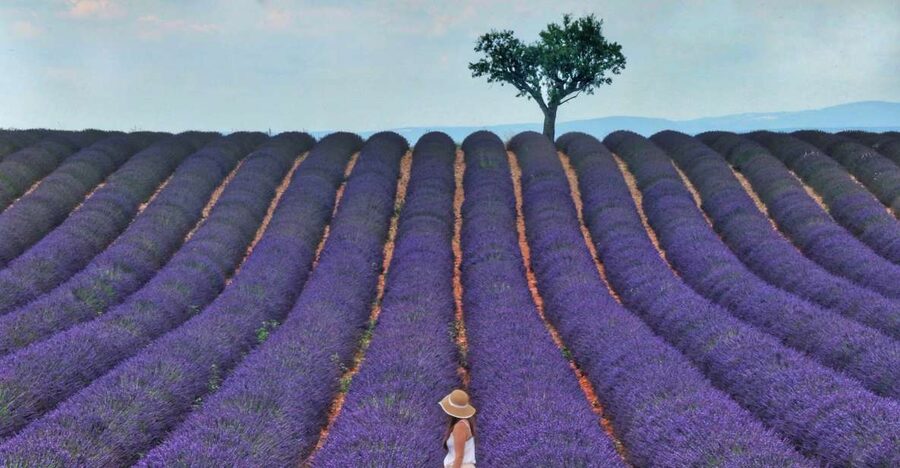 From Aix: Day Trip to Valensole Lavender Fields in Provence - Who will enjoy this outing most