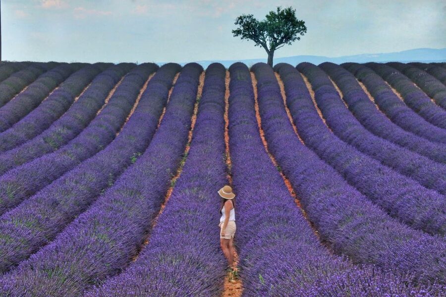 From Aix: Day Trip to Valensole Lavender Fields in Provence - Meeting in Aix and riding to the plateau