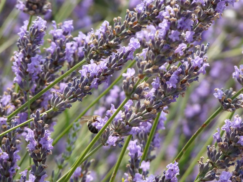 From Aix-en-Provence: Sault Lavender & Gordes Full-Day Tour - The farm visit explains the blue gold