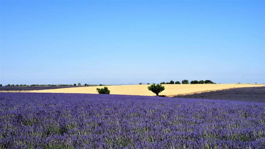 From Aix-en-Provence : Sunset Lavender Tour in Valensole - Why sunset changes the Valensole experience