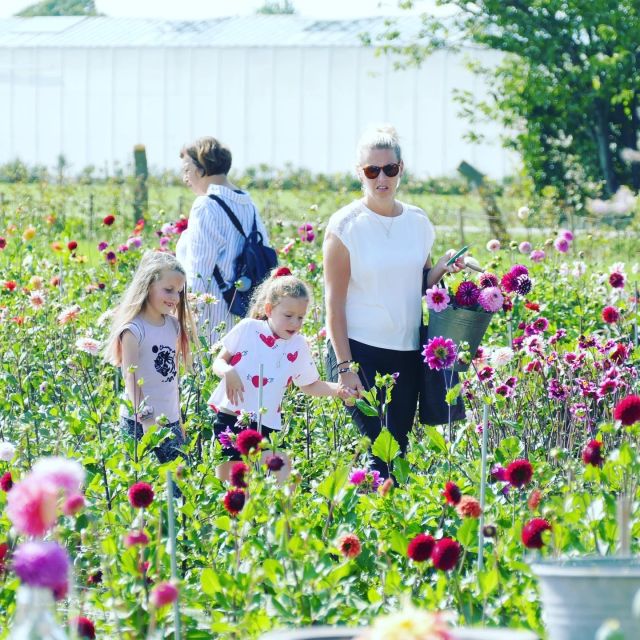 From Amsterdam: Holland Flower and Windmill Tour - summer ed - Key points to know before booking
