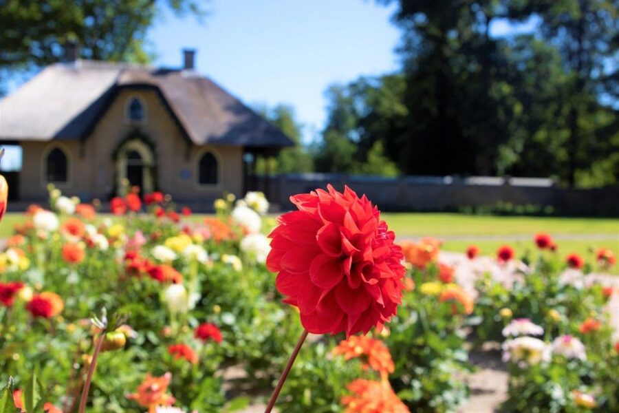 From Amsterdam: Holland Flower and Windmill Tour - summer ed - From Amsterdam to the summer flower fields