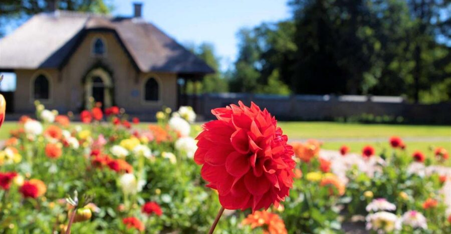 From Amsterdam: Holland Flower and Windmill Tour - summer ed - Why the dahlias matter