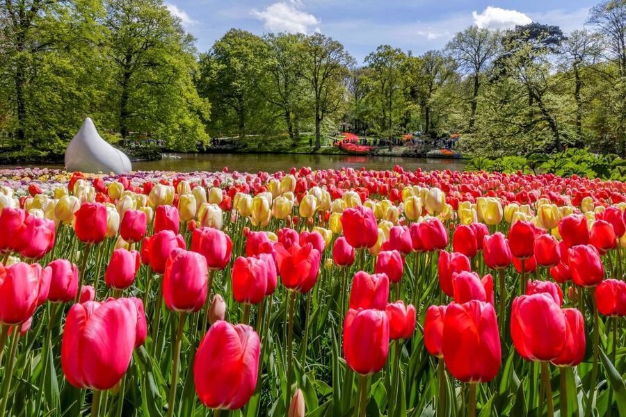 From Amsterdam: Keukenhof and Dutch Countryside Tour - Key points to know before booking
