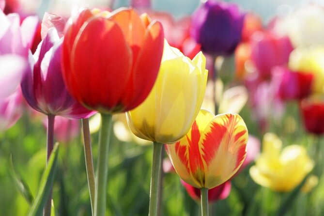From Amsterdam: Keukenhof and Tulip Experience Tour - Is the $84.08 price good value?