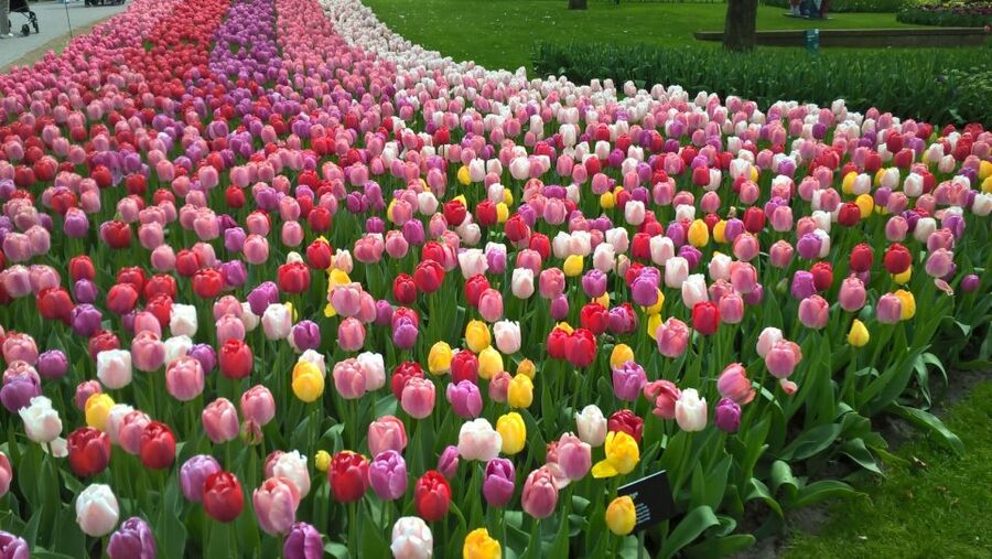 From Amsterdam: Keukenhof and Zaanse Schans Small Group Tour - Why this tour works as a Dutch sampler
