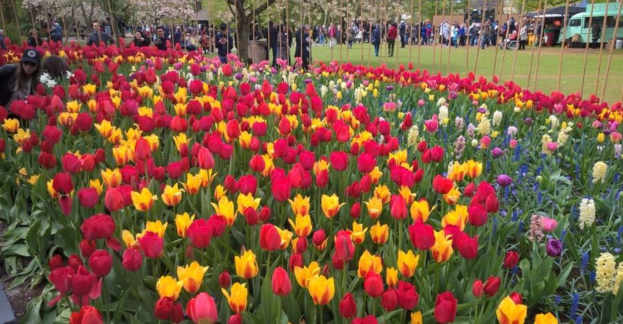 From Amsterdam: Keukenhof and Zaanse Schans Small Group Tour - Three hours inside Keukenhof