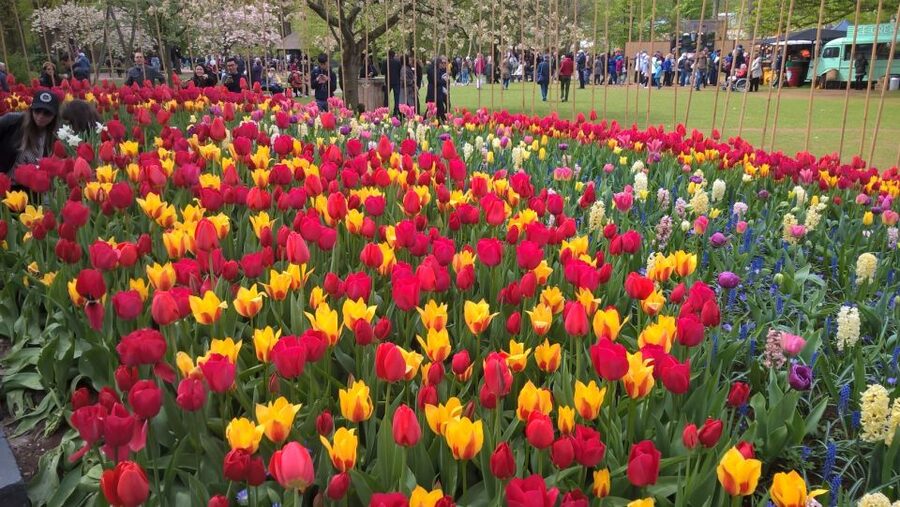 From Amsterdam: Keukenhof and Zaanse Schans Small Group Tour - Booking details worth knowing