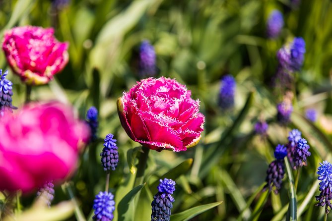 From Amsterdam: Keukenhof Gardens Ticket and Transfer - The optional canal cruise
