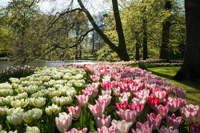 From Amsterdam: Keukenhof Gardens Ticket and Transfer - Is $41.51 good value?