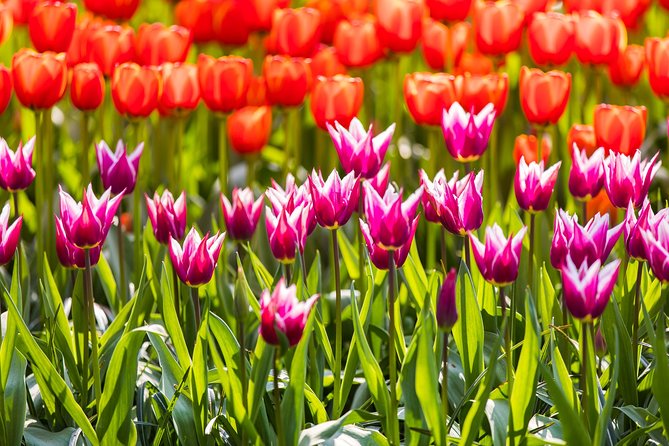 From Amsterdam: Keukenhof Gardens Ticket and Transfer - Meeting at Amsterdam Central Station