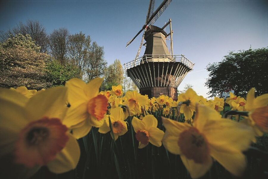 From Amsterdam: Keukenhof Gardens & Tulip Experience Tour - The best season and the risk of flowers