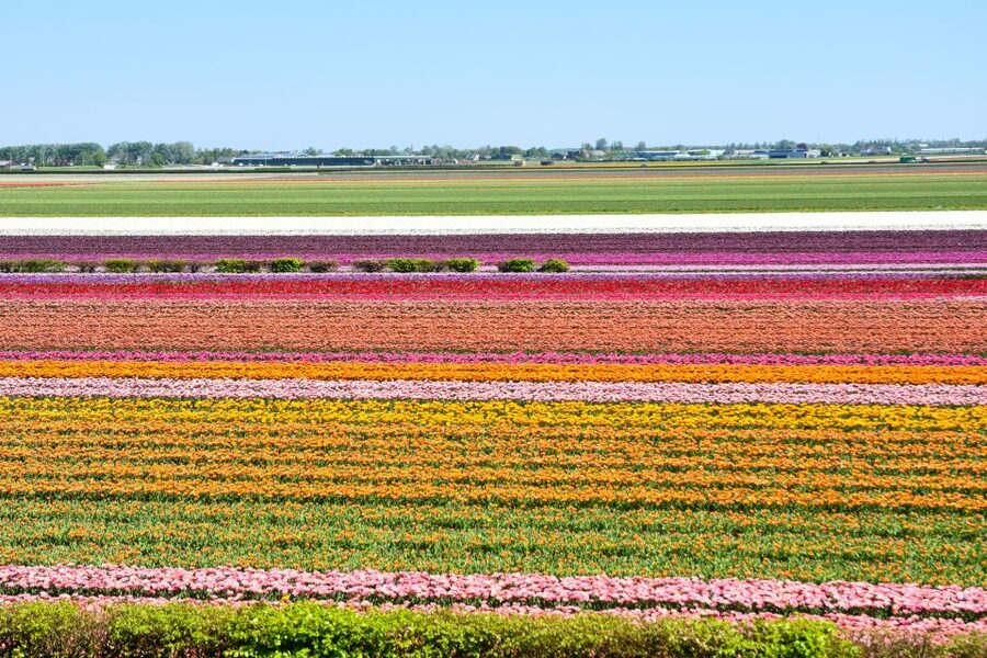 From Amsterdam: Keukenhof Gardens & Tulip Experience Tour - Two very different views of Dutch tulips