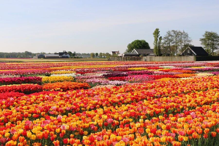 From Amsterdam: Keukenhof Gardens & Tulip Experience Tour - The short ride to Keukenhof