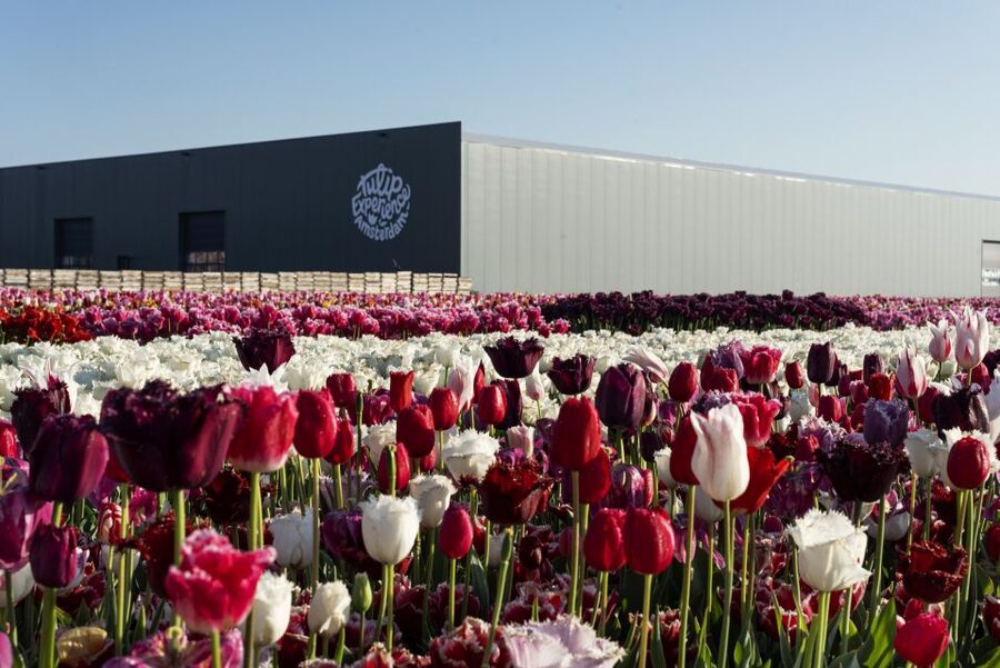 From Amsterdam: Keukenhof Gardens & Tulip Experience Tour - Keukenhof: grand gardens and limited time