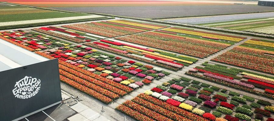 From Amsterdam: Keukenhof Gardens & Tulip Experience Tour - Is $94 good value?