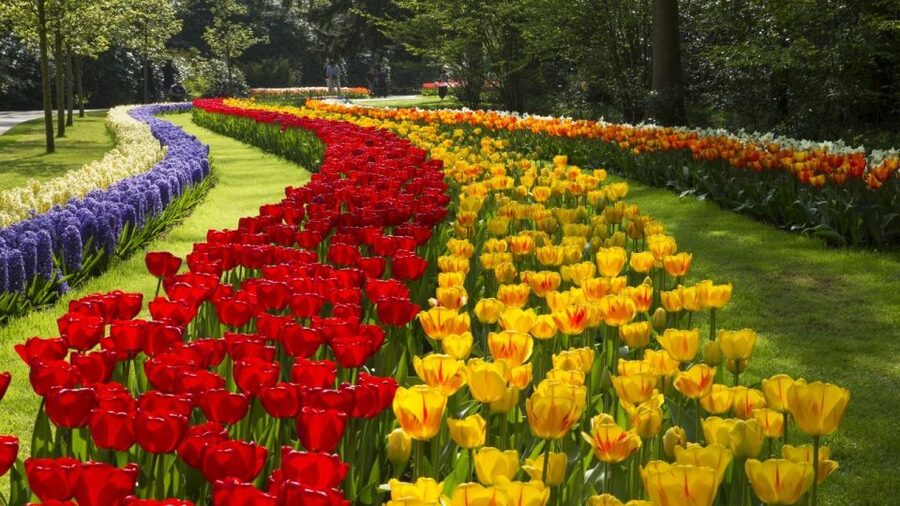 From Amsterdam: Keukenhof Gardens & Tulip Experience Tour - Walking, comfort, and family suitability