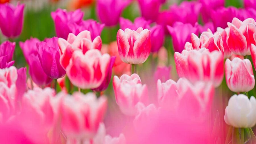 From Amsterdam: Keukenhof Ticket with Transfer - Key points to know before booking