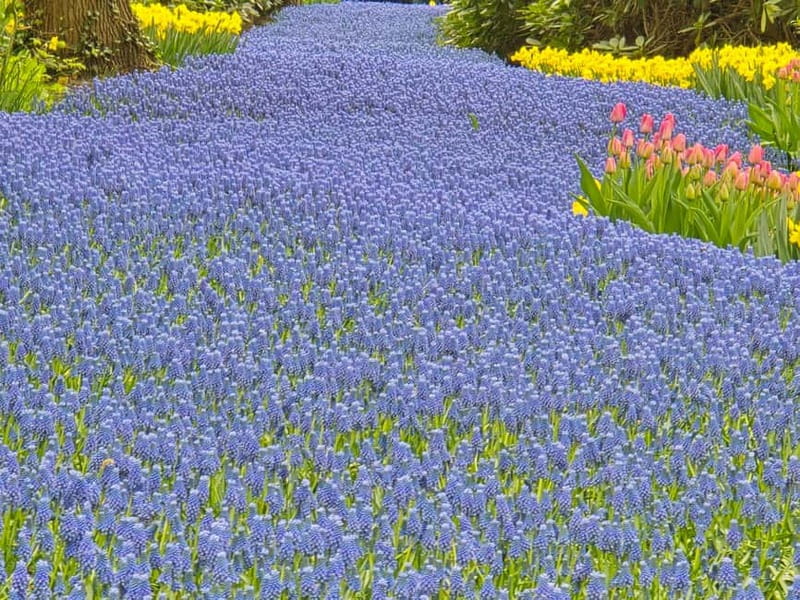 From Amsterdam: Keukenhof Tulips, Windmills & Volendam - Volendam, the Fishing Village Finale