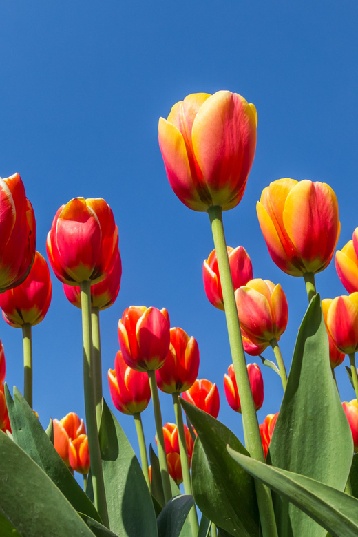 From Amsterdam: take the famous Tulip route tour - Key points at a glance