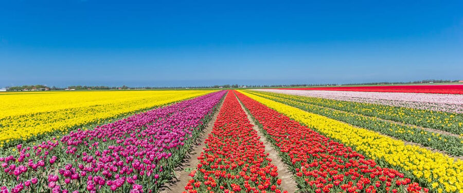 From Amsterdam: take the famous Tulip route tour - Why the Noordoostpolder fields feel different