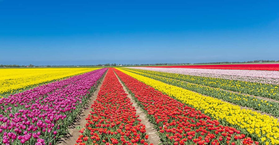 From Amsterdam: take the famous Tulip route tour - Coffee, tea, and a local spiced biscuit